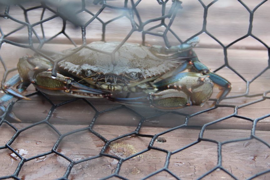 crab trap