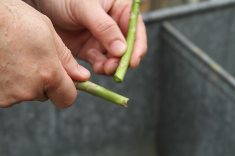 fettucine-mahi-asparagus-11
